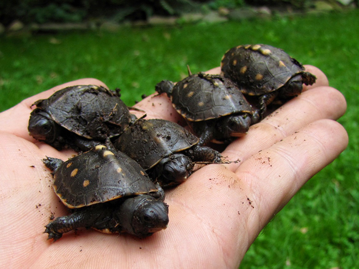 baby-box-turtles-protect