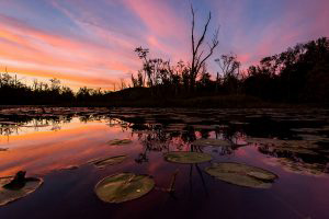lily-pads-beautoful-great-swamp