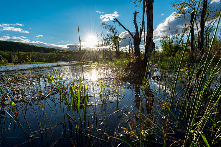 great-swamp-reeds-goodhart