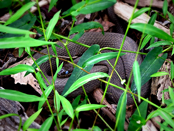 snakes-new-york-upstate