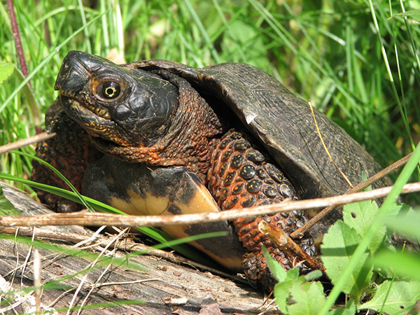 turtle-close-up