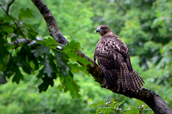 birds-hudson-valley