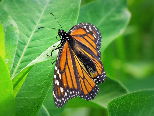 butterfly-new-york