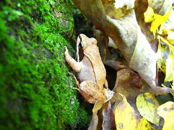 frog-new-york-nature