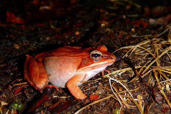 frogs-at-night