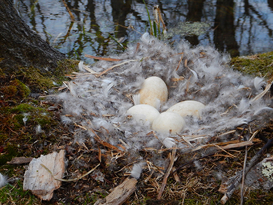 goose-eggs-new-york-nature