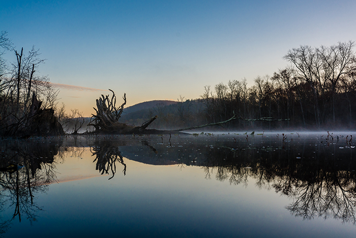 great-swamp-fog-goodhart