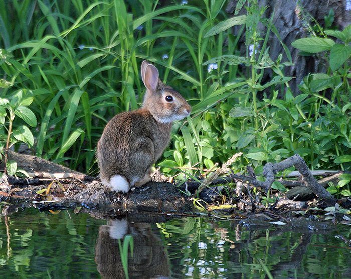 Animals of the Great Swamp | Friends of the Great Swamp