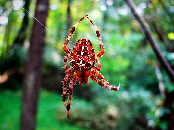 spiders-upstate-new-york